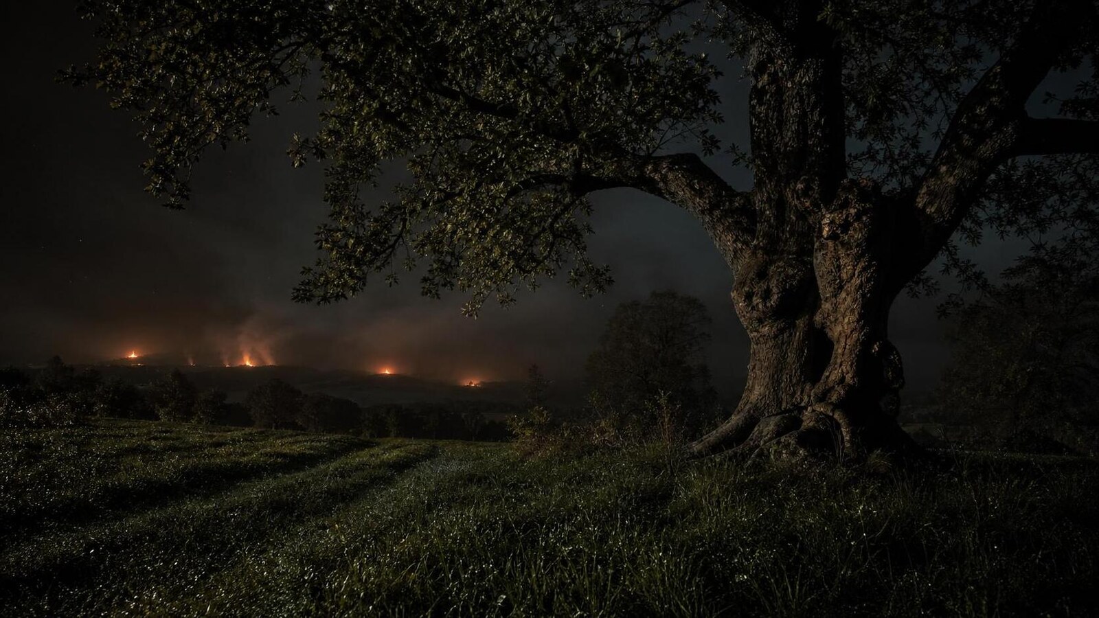 Notte di San Giovanni: il noce di Benevento, la rugiada e i fuochi