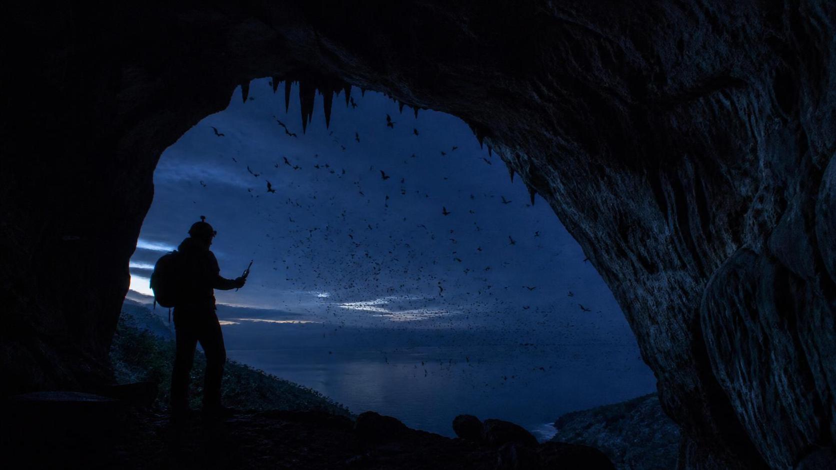 Pipistrelli, vampiri e conservazione: separare biologia, folklore e panico